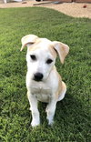 Amadore - Italian Litter