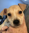 Amico - Italian Litter