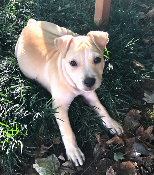 Amico - Italian Litter