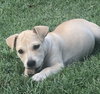 Amico - Italian Litter
