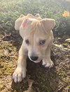 Amico - Italian Litter