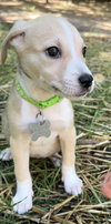 Carina - Italian Litter