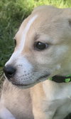 Carina - Italian Litter