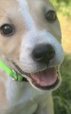 Carina - Italian Litter