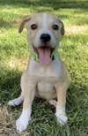 Carina - Italian Litter