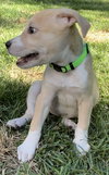 Carina - Italian Litter