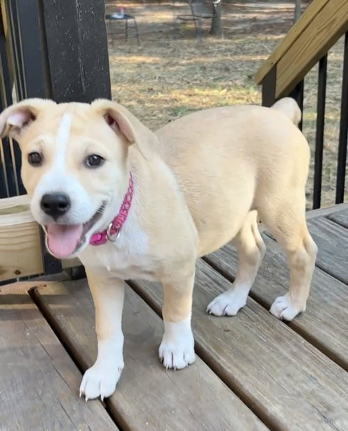 Carina - Italian Litter