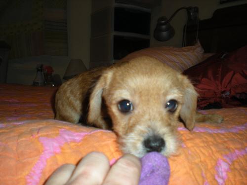 Tashi