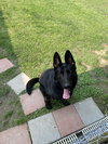 Mitzy (Courtesy)