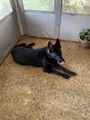Mitzy (Courtesy)