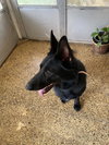 Mitzy (Courtesy)