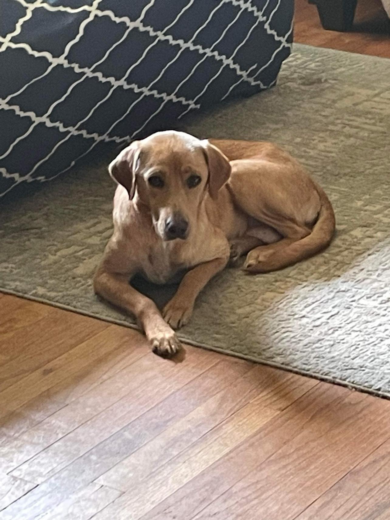 adoptable Dog in Holly Springs, NC named Ginger