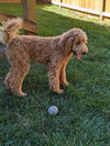 Charlie