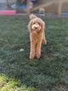 Charlie