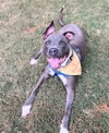 Nash - Photo 1