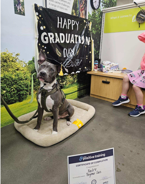 NASH - American Staffordshire Terrier available for adoption