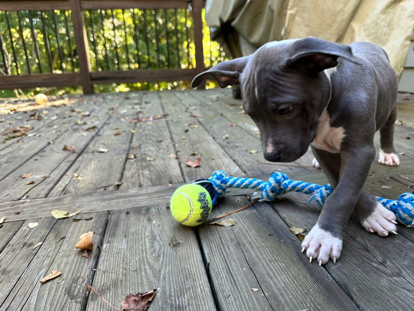 Nash