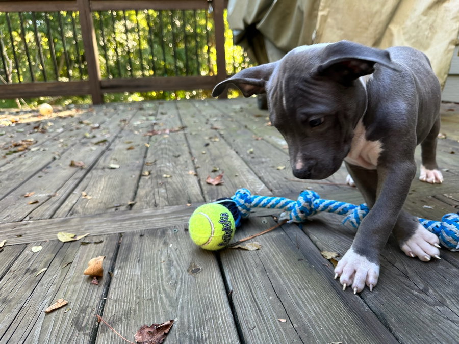 Nash