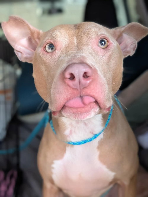 MUFFIN: SWEET TREATS LITTER - American Staffordshire Terrier available for adoption