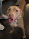 Muffin: Sweet Treats Litter - Photo 4