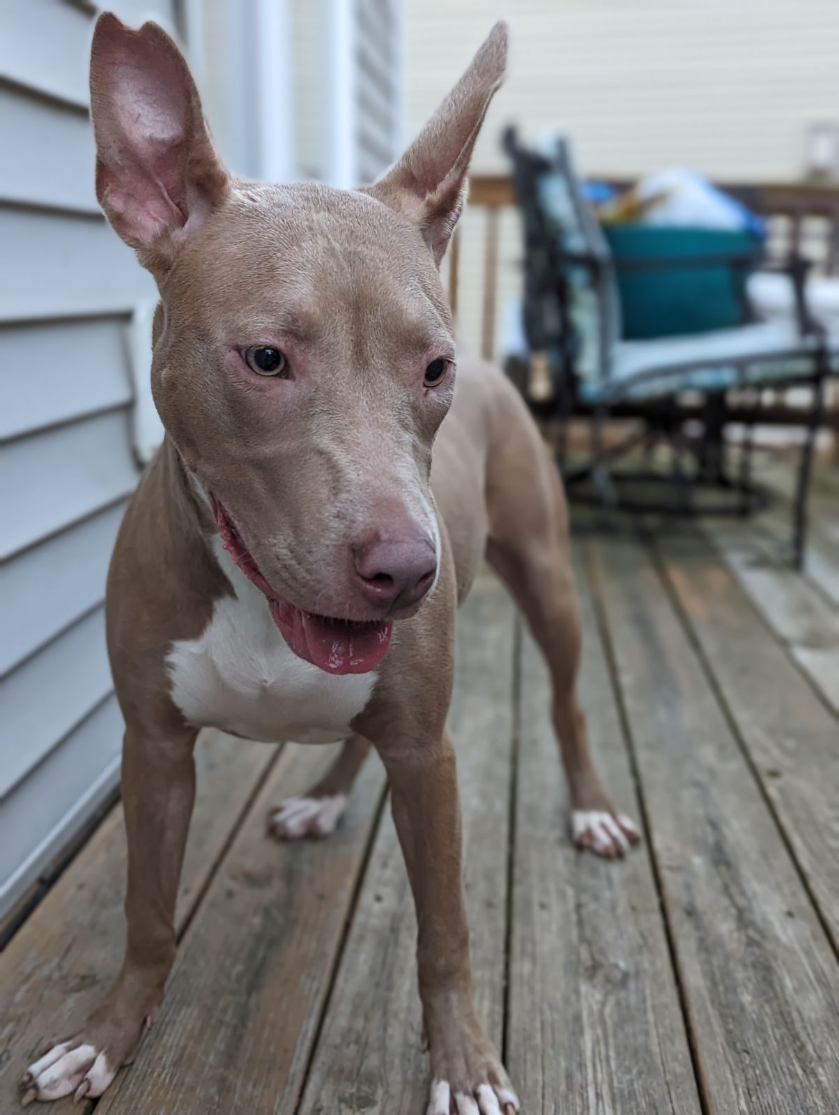 adoptable Dog in Holly Springs, NC named Muffin: Sweet Treats Litter