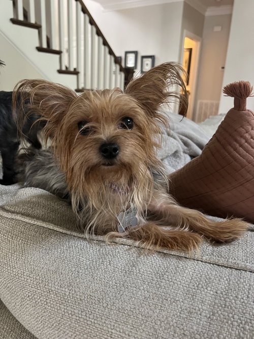 Piper