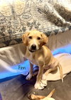 Finn
