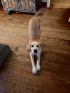 Finn