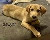 Sawyer