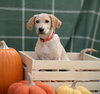 Sawyer