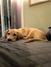 Sawyer