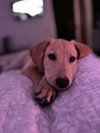 Sawyer