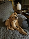Sawyer