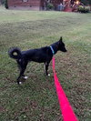 Maxwell