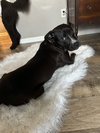 Angel Hair: Pasta Pups Litter