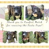 Linguini: Pasta Pups Litter