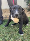 Linguini: Pasta Pups Litter