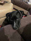 Linguini: Pasta Pups Litter