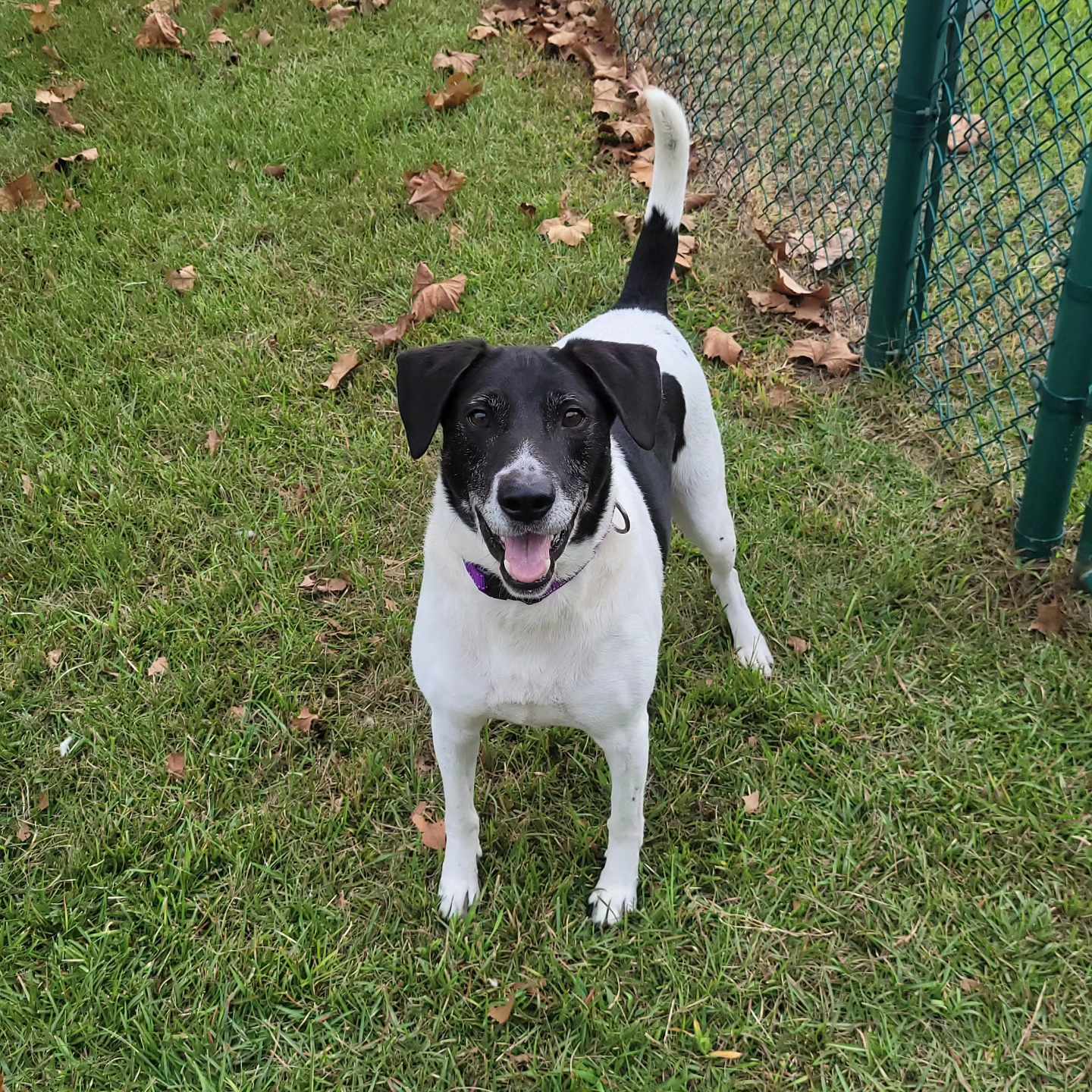 adoptable Dog in Holly Springs, NC named Cash