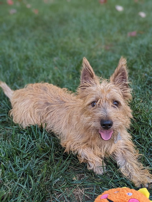 Oscar