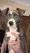 Annabelle: Halloween Litter