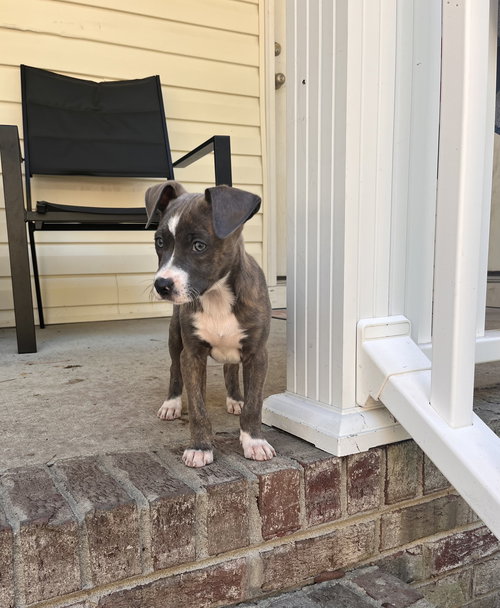 Annabelle: Halloween Litter