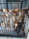 Wednesday: Halloween Litter
