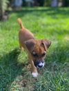 Spice: Halloween Litter