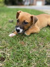 Spice: Halloween Litter