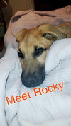 Rocky Roo