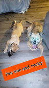 Rocky Roo