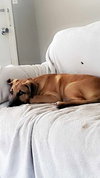 Rocky Roo