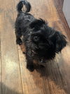 Pip