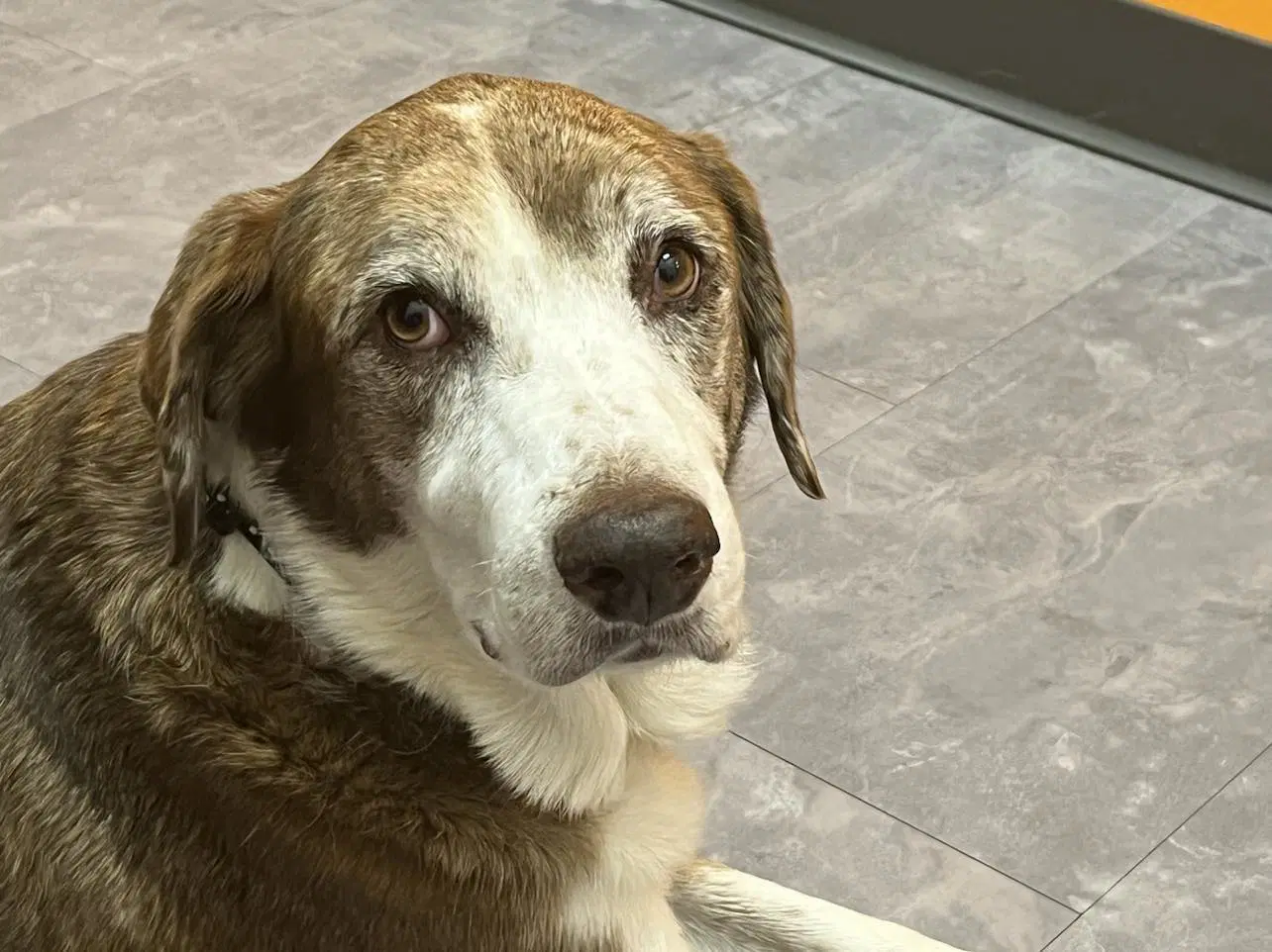 Maggie Pearl - Hospice Only - Labrador Retriever